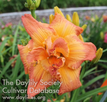 Daylily Big Fuss